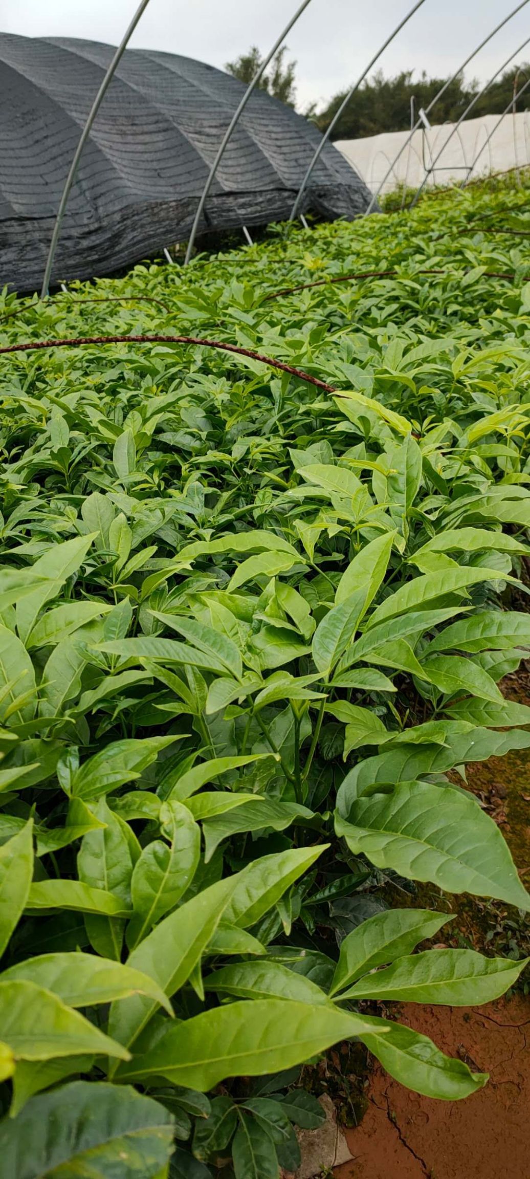 三丫苦  又名三叉苦三叉虎苗木药材