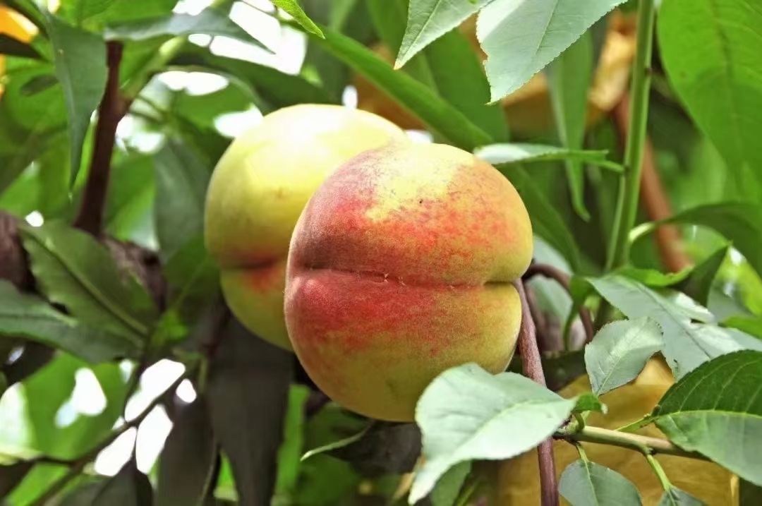 早凤王桃  无锡阳山水蜜桃