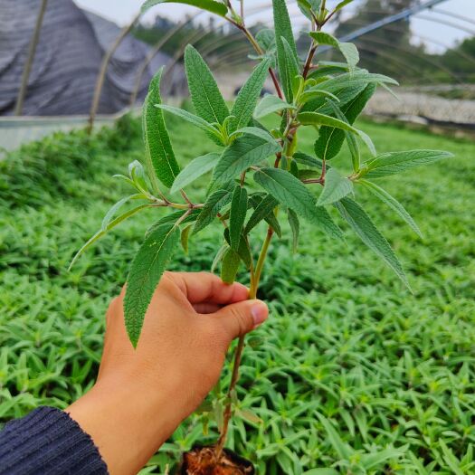  墨西哥鼠尾草
