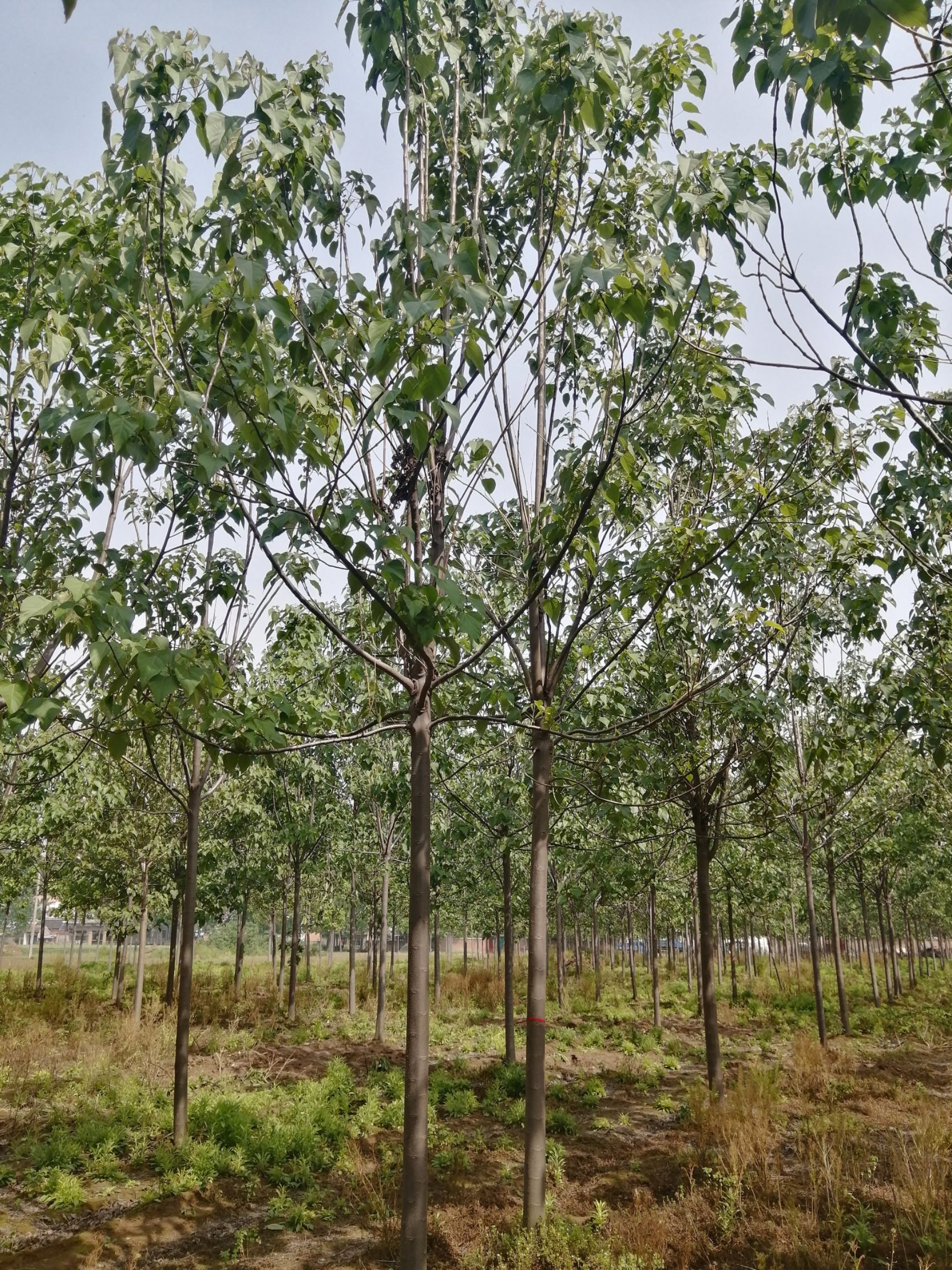 楸树基地大量供应楸树，梓树1-30公分