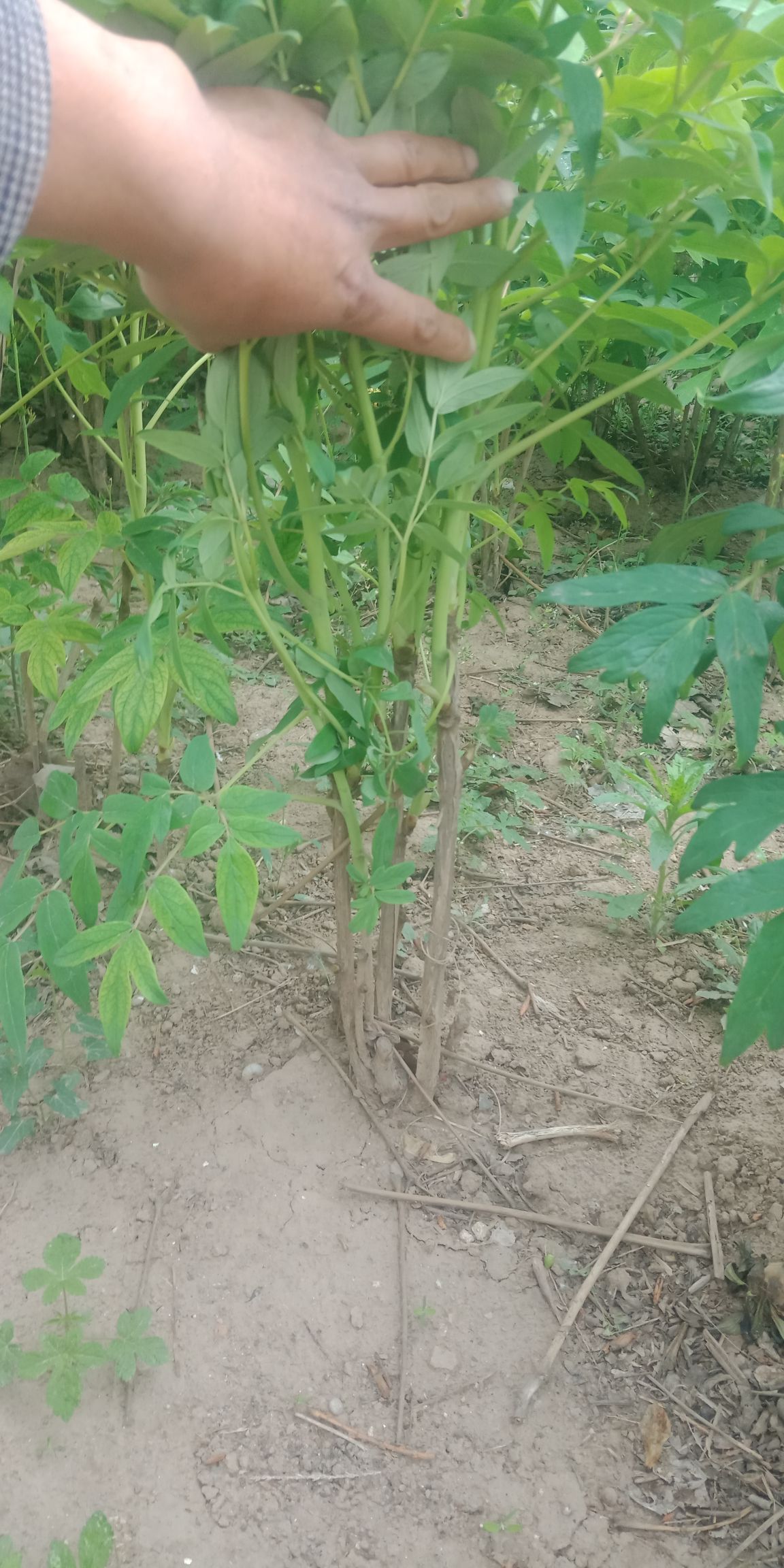 牡丹苗，油用牡丹苗，占地牡丹苗，牡丹苗