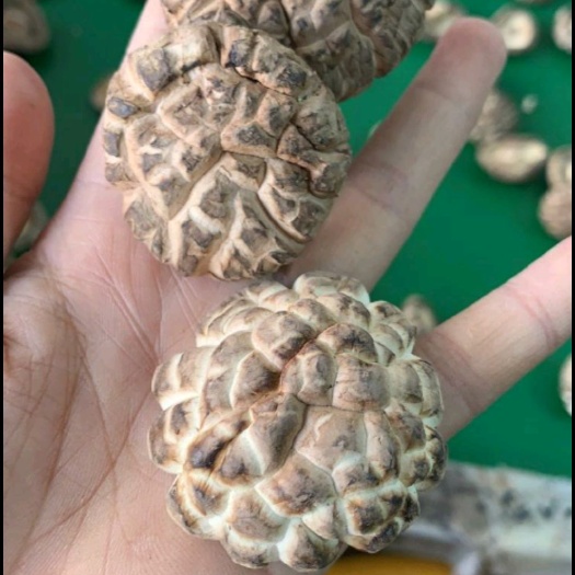  现踩香菇，一件也是批发价，一等二等，市场通货全部都有，