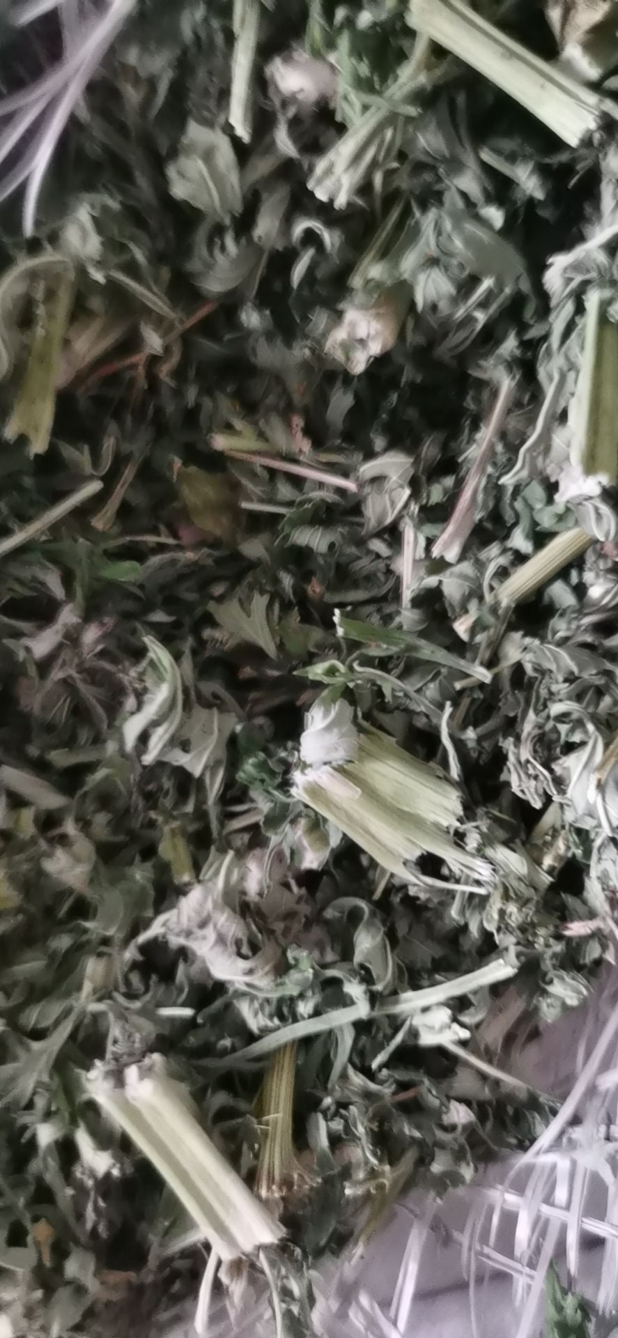 2021新货，实心高含量益母草