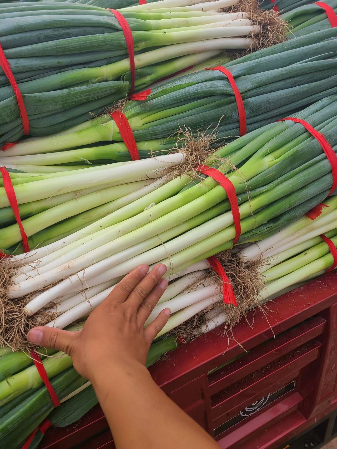 大葱，钢葱，大量供应中，基地货