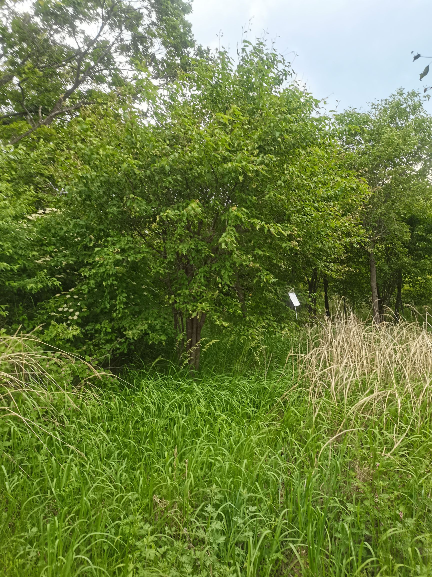 大规格茶条槭，8到20公分