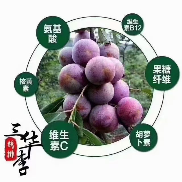 三华李  迷你小果腌制泡酒果产地直供，欢迎咨询订购