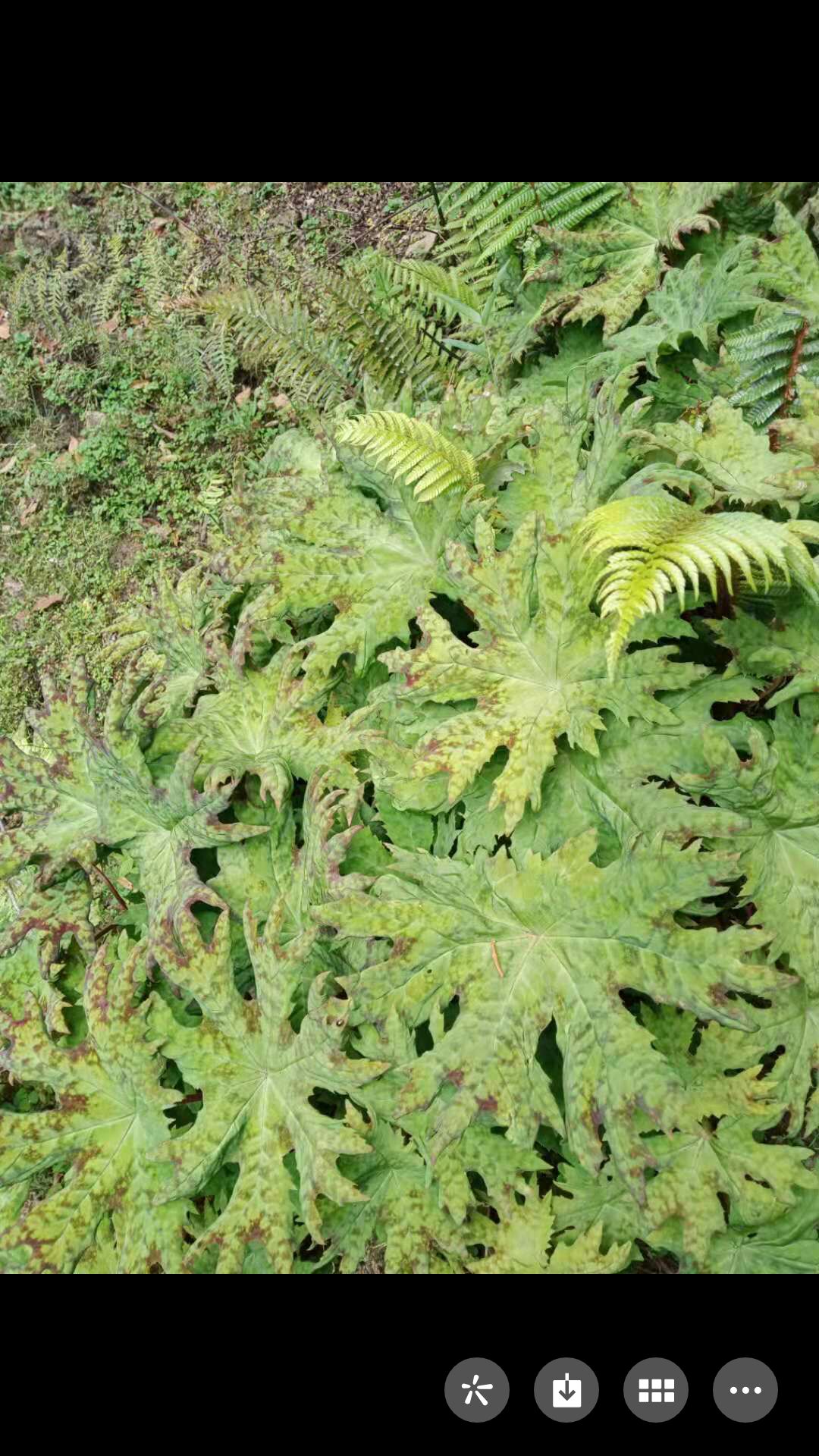 花叶八角莲鲜货，可以做盆景也可以做药材，鲜货供应数量不多，，