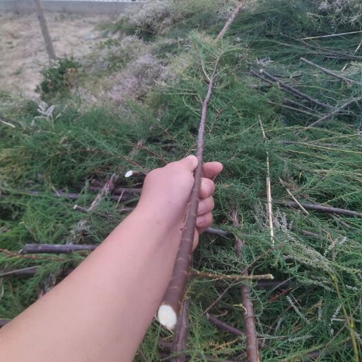 滨州巨紫荆 荆条签子