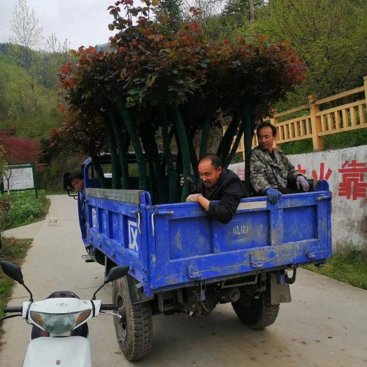 汉中大游行月季  汉中欣荣月季基地