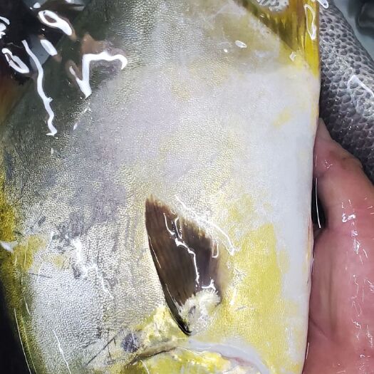 佛山金鲳鱼  海金昌鱼