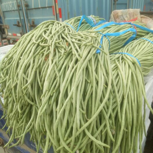 菏泽绿龙豆角 豆角
