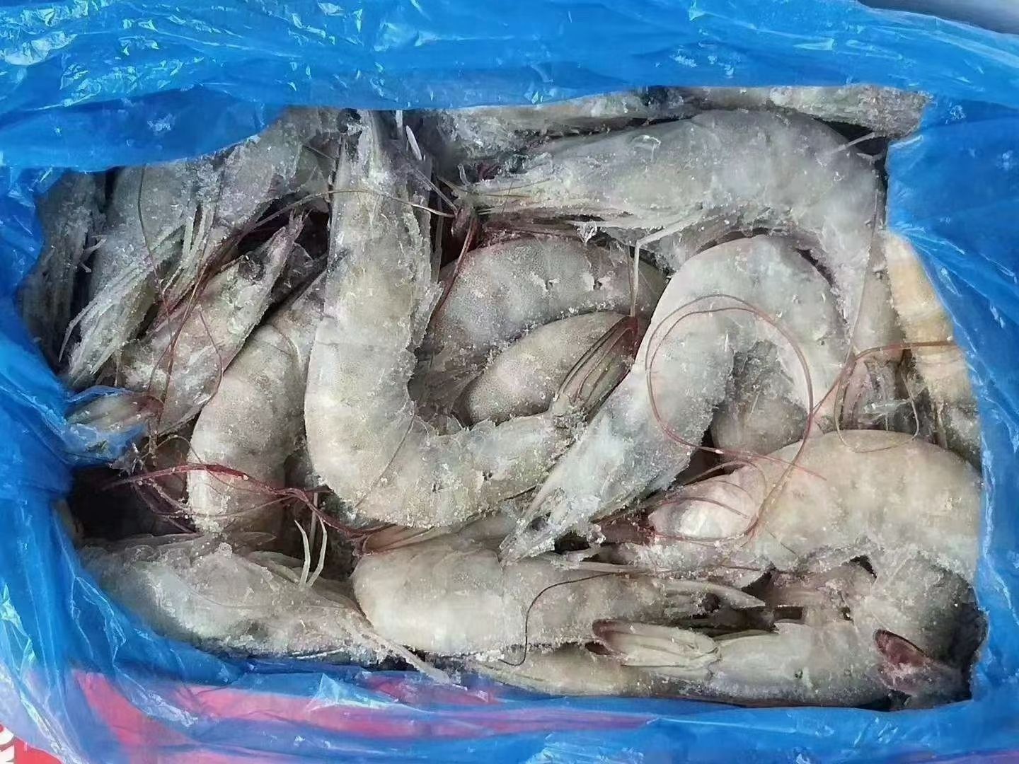 南美白虾青虾对虾