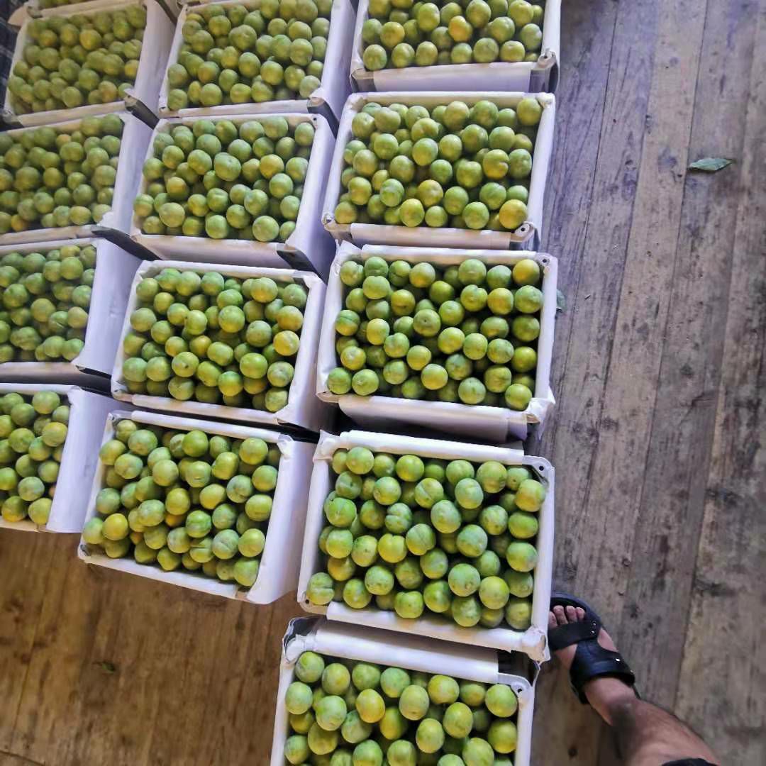  贵州省安顺关岭县正宗六马蜂糖李大果新鲜李子