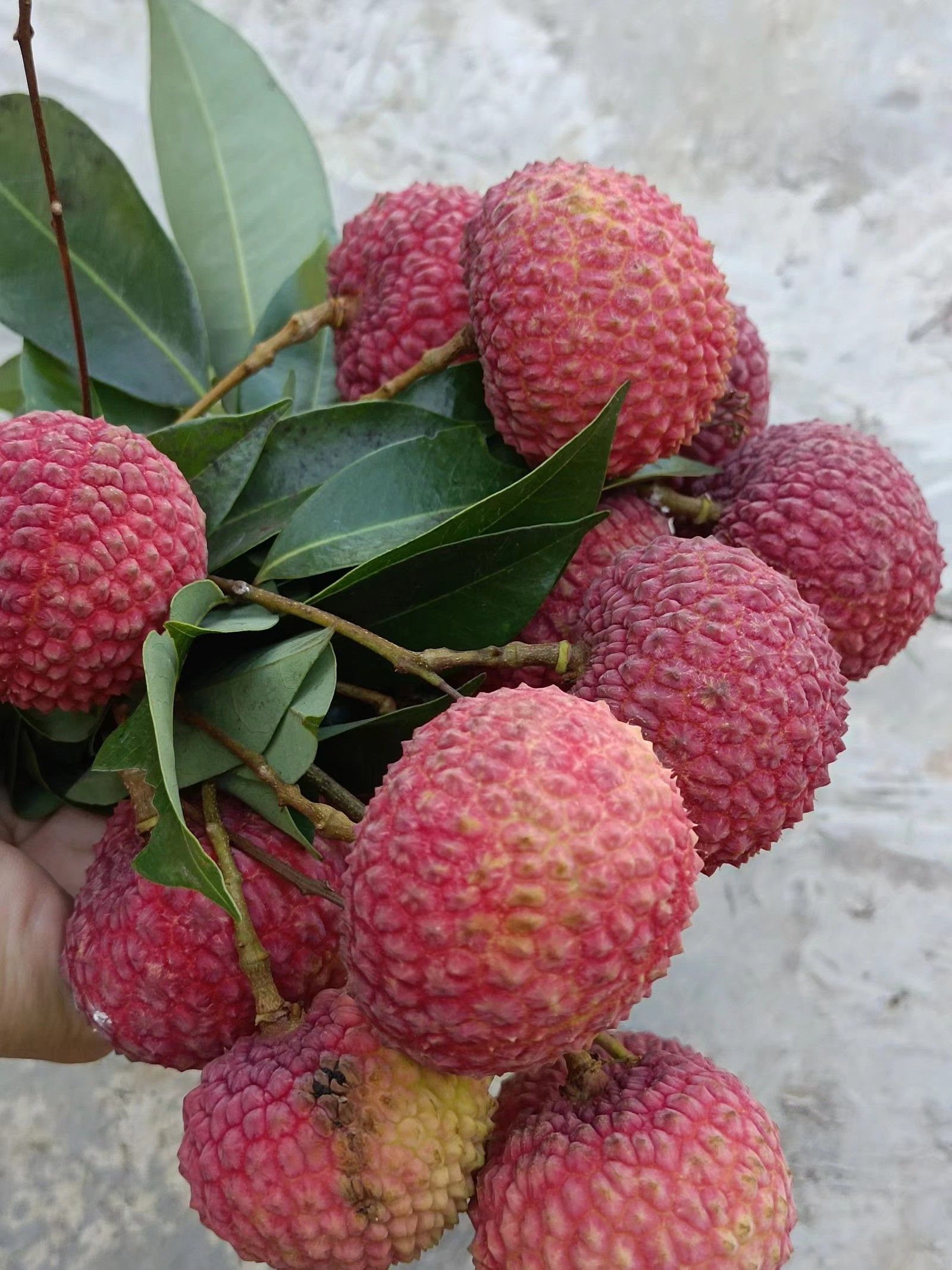 鸡嘴荔枝，欢迎电商批发商合作订购