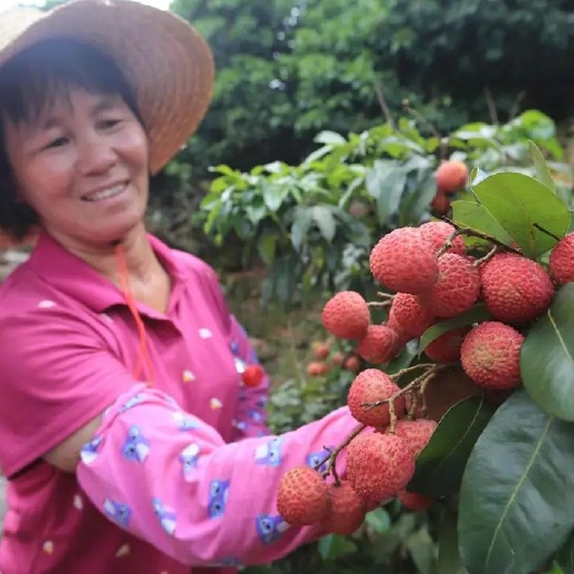 惠州糯米糍荔枝  惠州镇隆东坡荔，优质桂味，糯米糍通过GAP认证