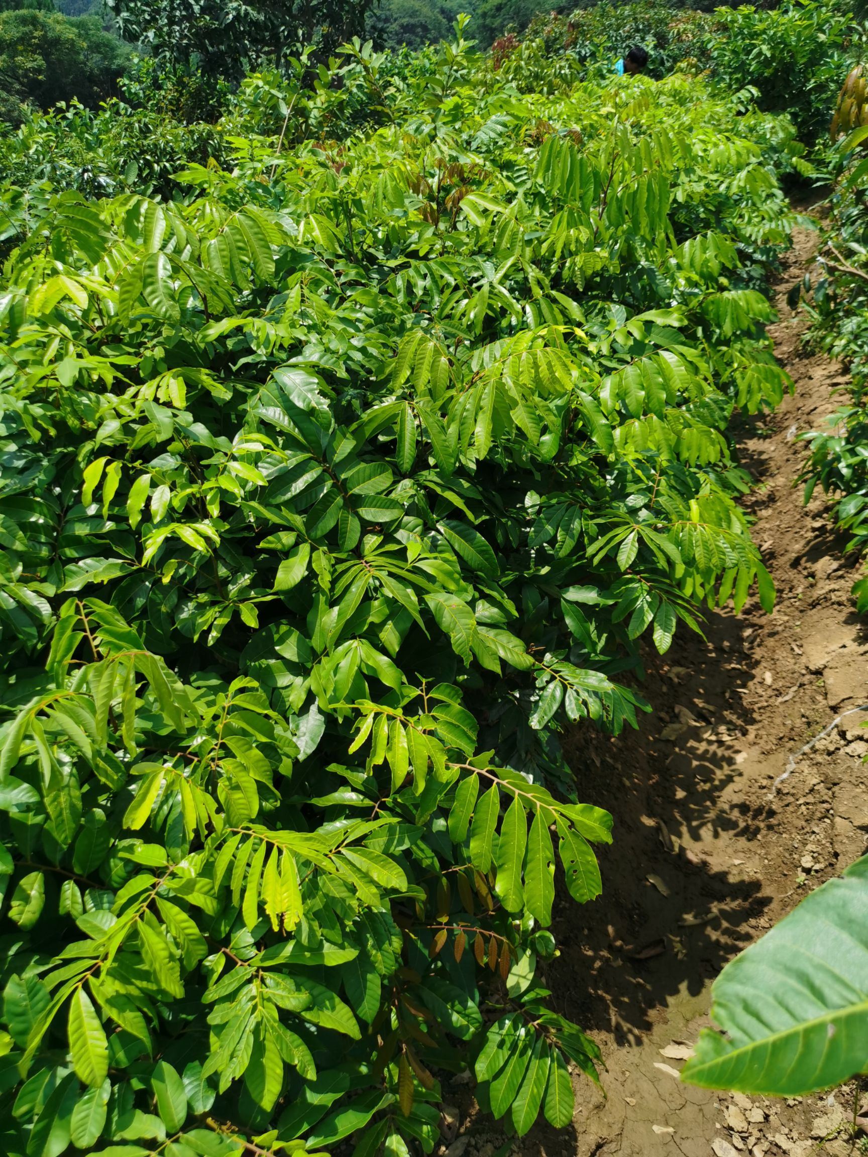 龙眼苗  迟熟品种，国庆龙眼（国庆节前后就可以吃到的龙眼）