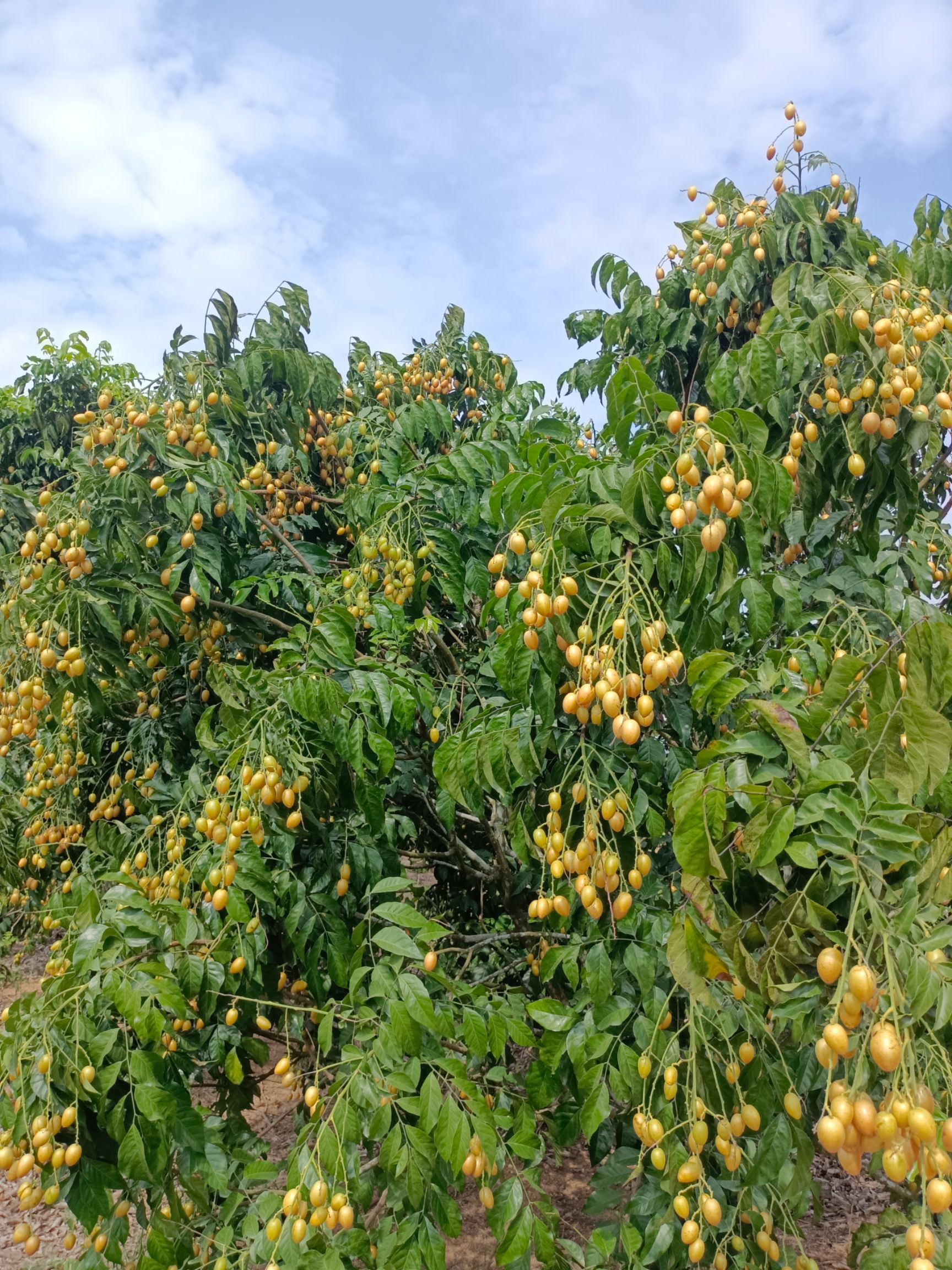 金心果  鸡心黄皮果大量上市中，产地直供，货源充足，欢迎各大采购商前来