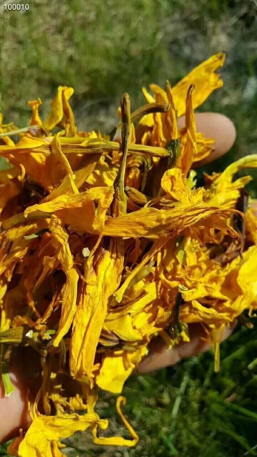 呼伦贝尔新鲜黄花菜  内蒙野生黄花干货出售