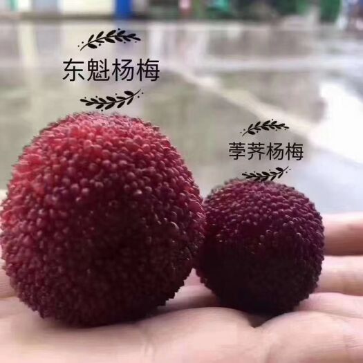 仙居县荸荠杨梅  仙居杨梅