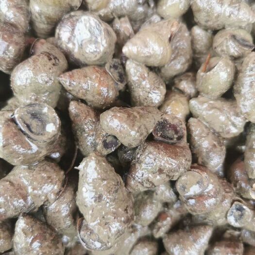 钟山县石螺1.5以上上不封顶，有货