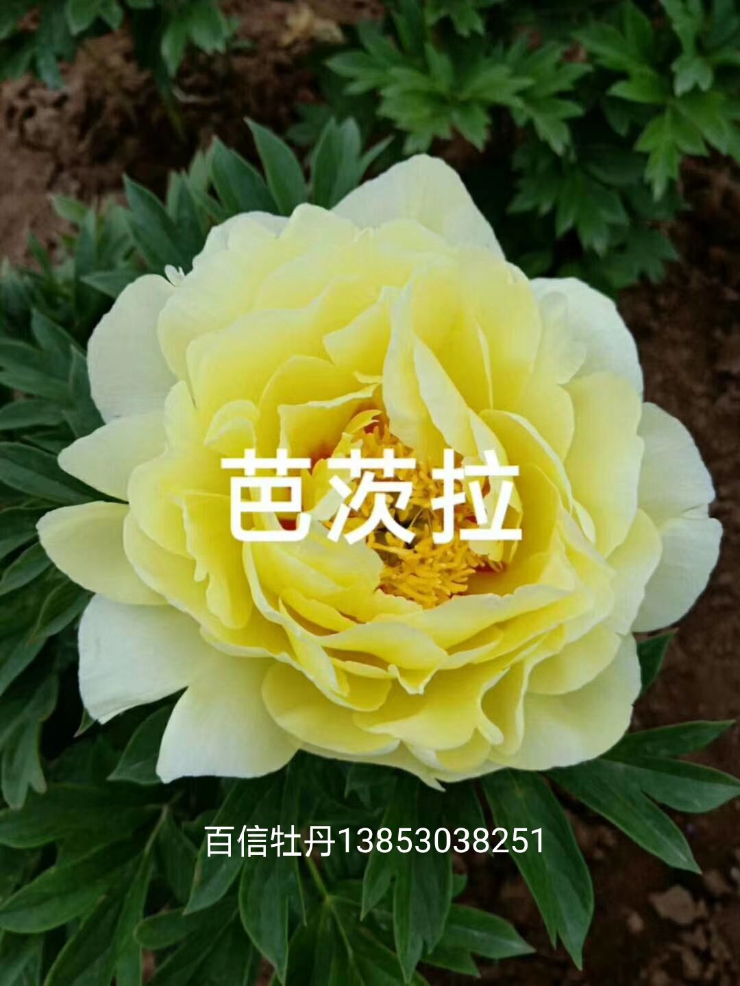 牡丹，观赏牡丹，盆栽牡丹，春节牡丹