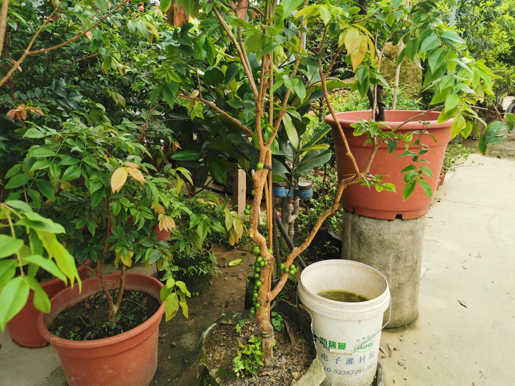 果苗 果树苗 树葡萄苗 嘉宝果苗 沙巴嘉宝果 四季嘉宝果苗