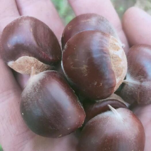 沂南县沂南新鲜板栗