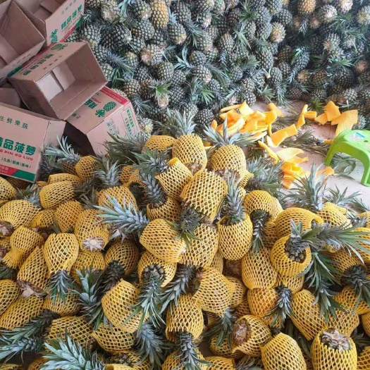 徐闻县徐闻香水菠萝，产地打包，支持一件代发