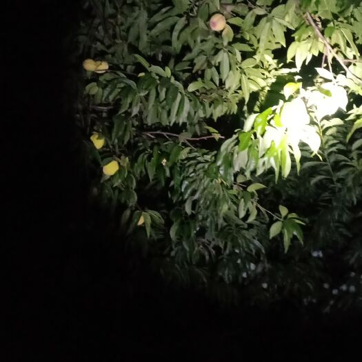 临澧县尖嘴水蜜桃  自留未打农药水密挑，品相极好，甜度适中，水分足，欢迎订购。