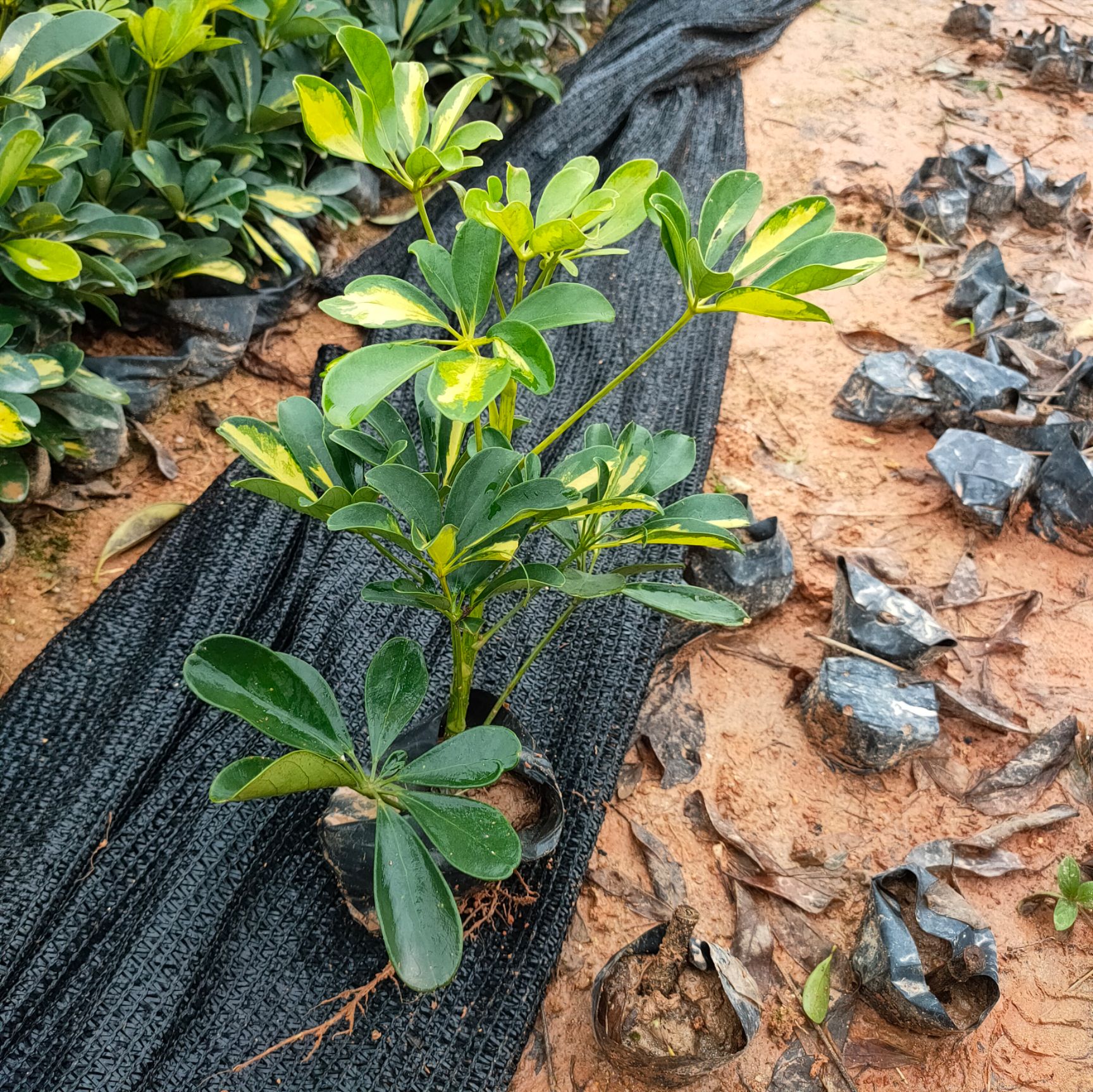 花叶鸭脚木  鸭脚木，鹅掌柴