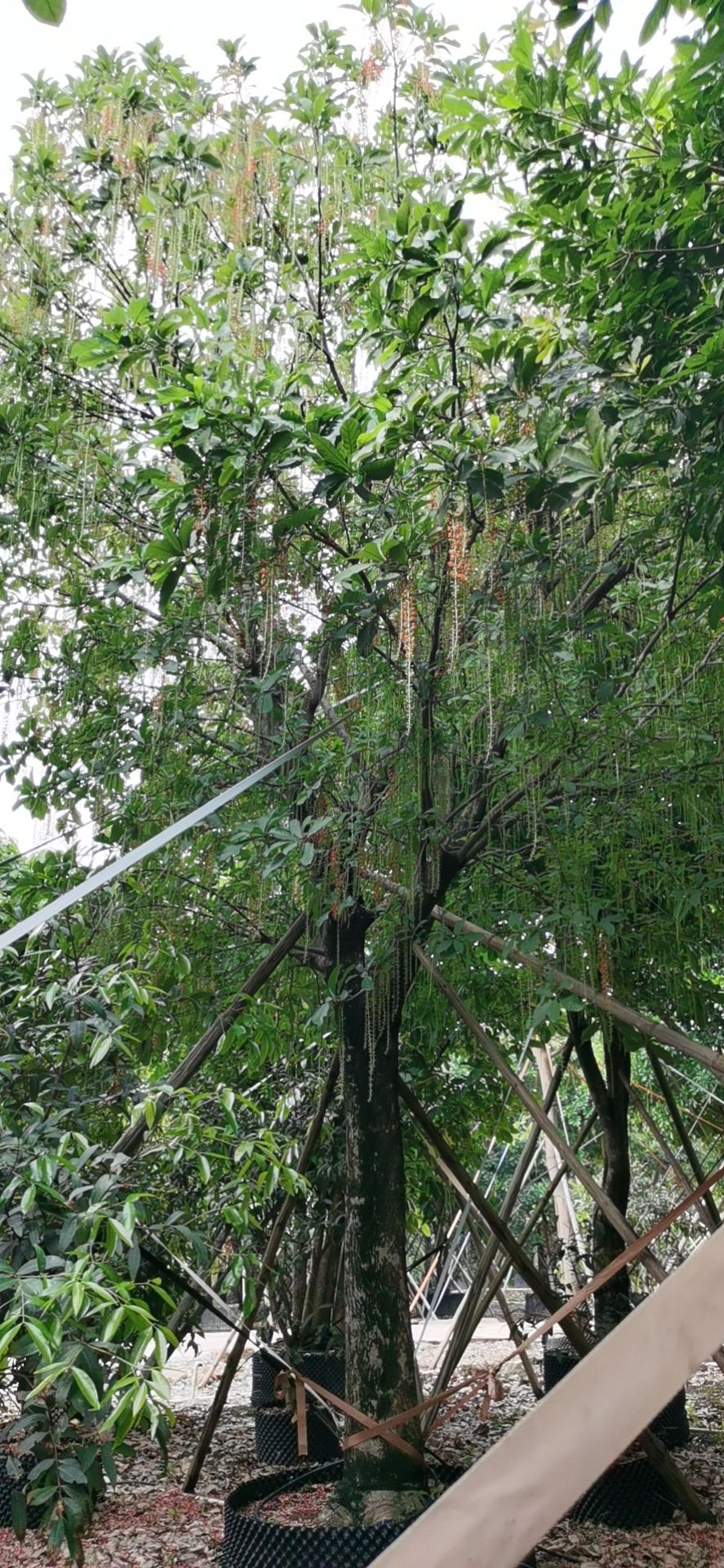黄花风铃木  红花玉蕊，紫花风铃，仪花，水蒲桃，洋红风铃