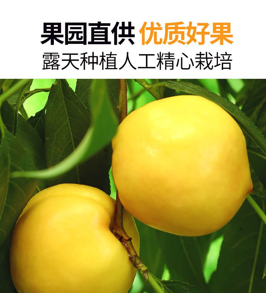 黄油桃 沂蒙山黄金油桃