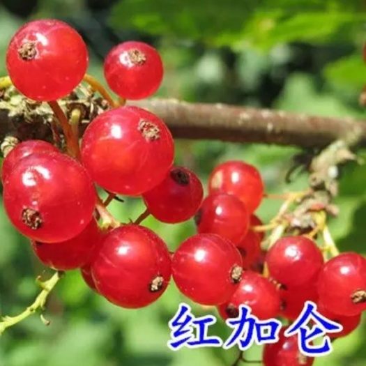 黑加仑苗  红加仑苗 红加仑品种苗木扦插苗产地直销