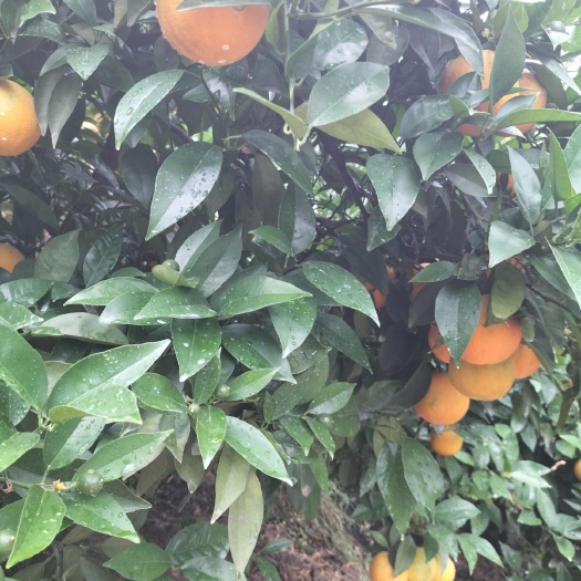 湖北秭归脐橙：夏橙、中华红、伦晚