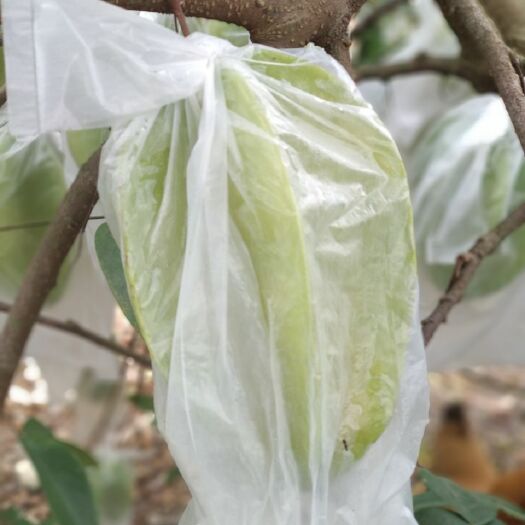 化州市香蜜杨桃  杨桃