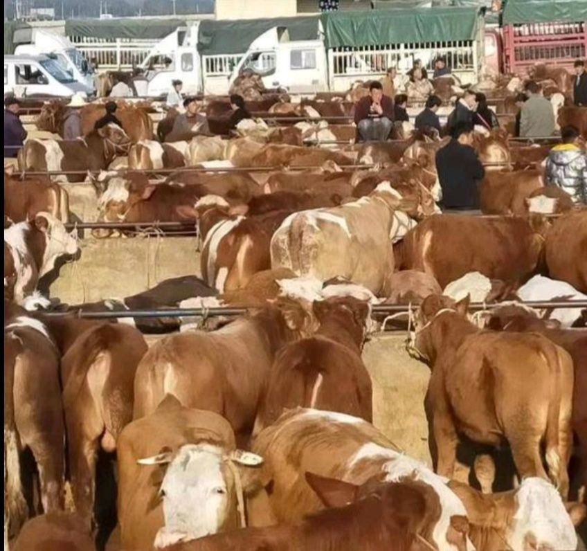 西门塔尔牛 贵州高山散养牛西门塔尔小公牛，小母牛，土杂交牛，黄牛，肉牛等