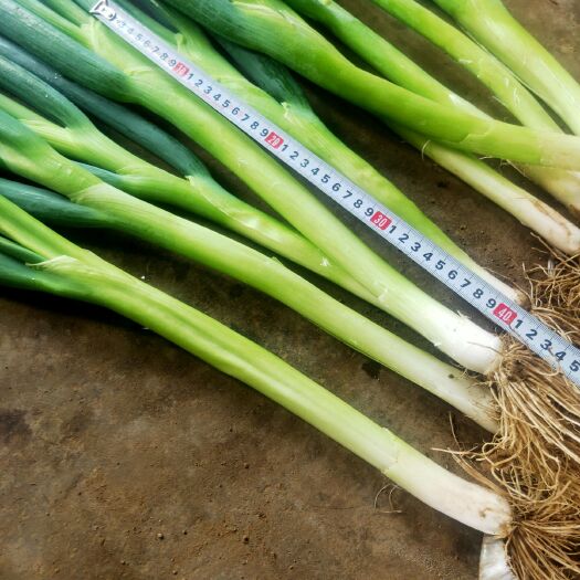 北镇市高白大葱 大葱出售葱质量好葱白长35至40公分长，价格可议