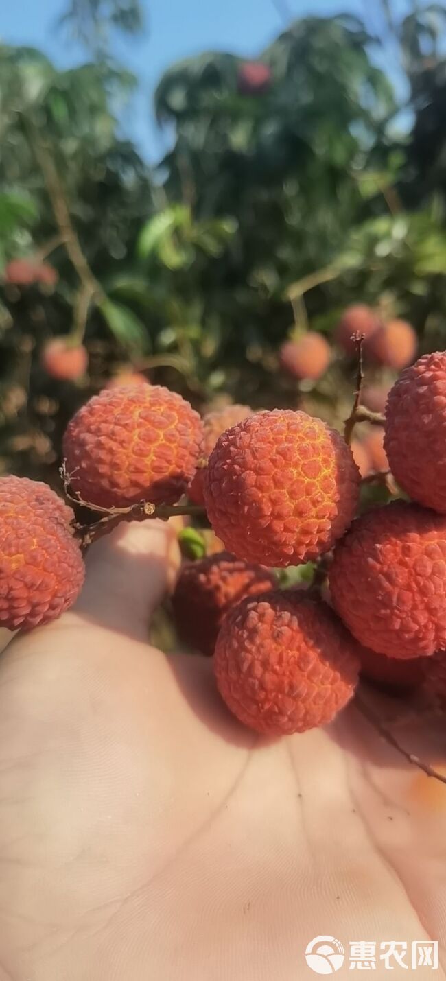 玉荷包荔枝 广东省阳江市阳西县上洋镇，玉和苞荔枝大量上市