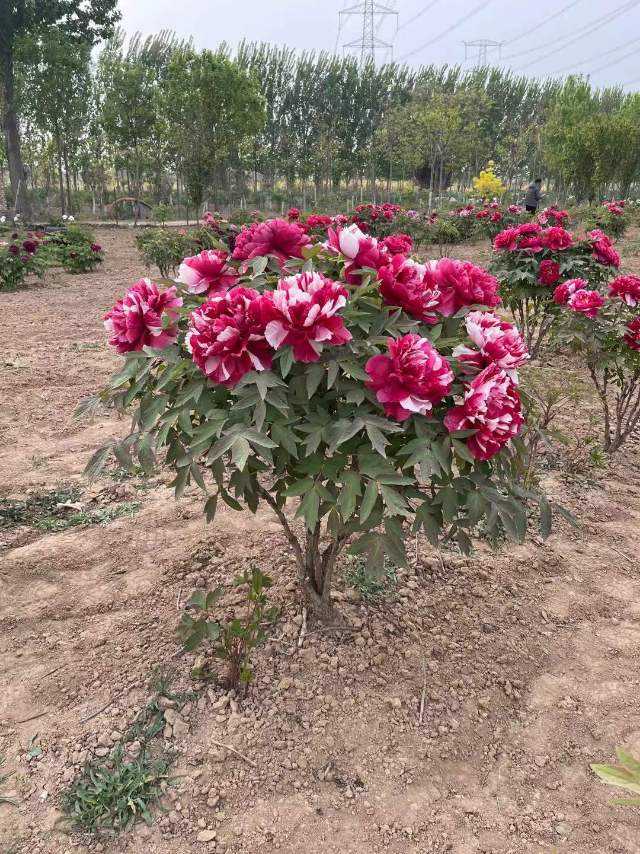 山东菏泽观赏牡丹苗木批发