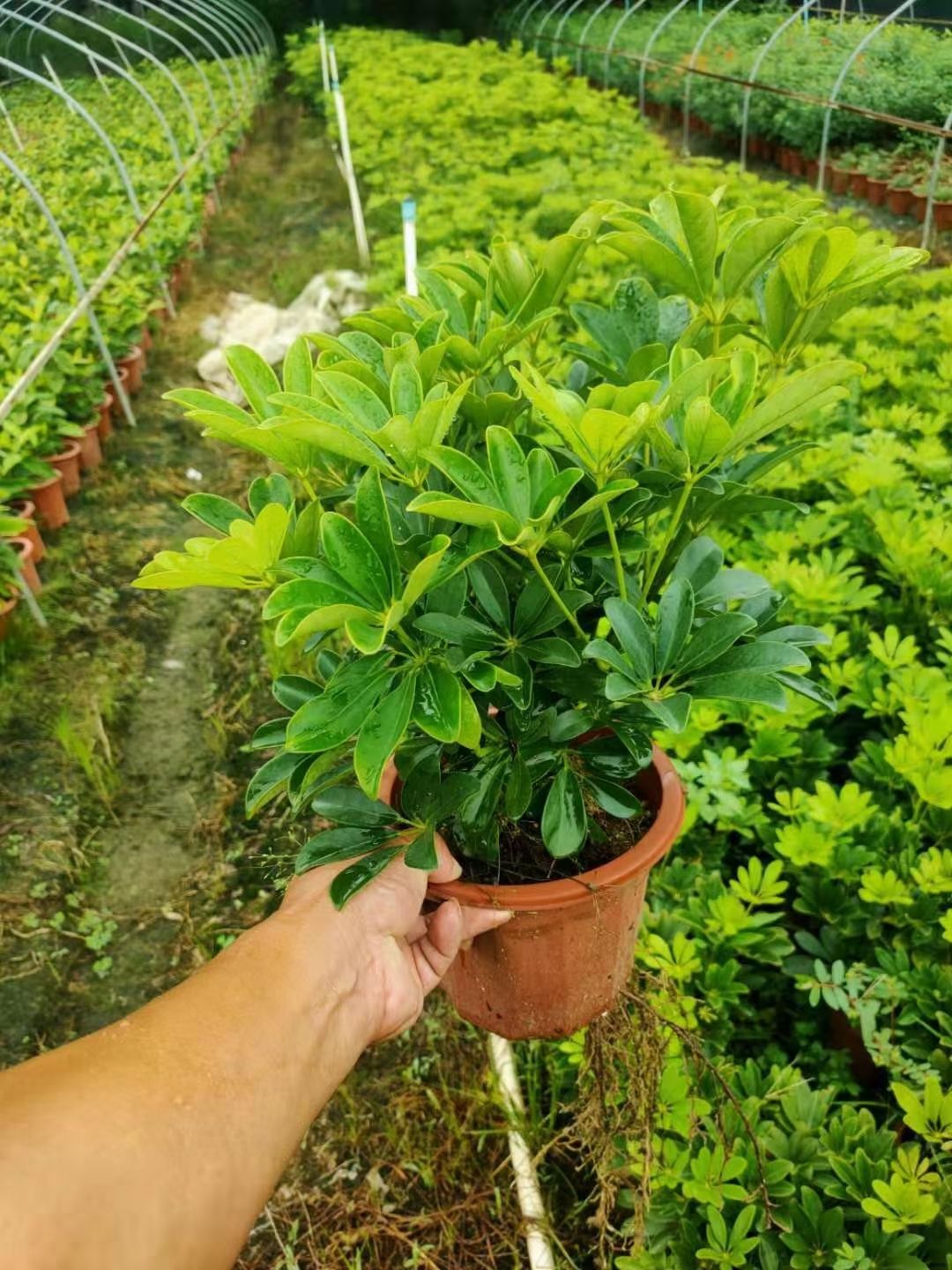 鸭脚木/鹅掌柴大量