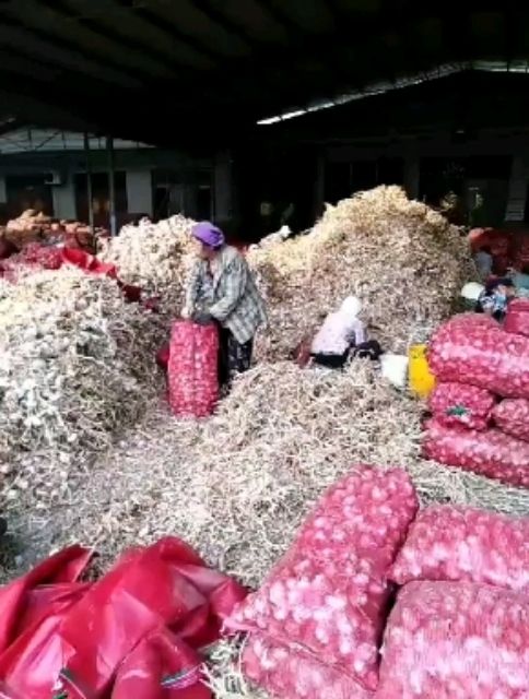 红皮蒜 山东省聊城市莘县 5.5-6.0cm 新蒜 库外蒜