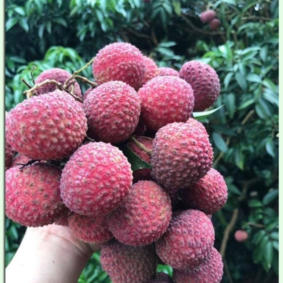 鸡嘴荔枝 广西鸡嘴荔批量供应