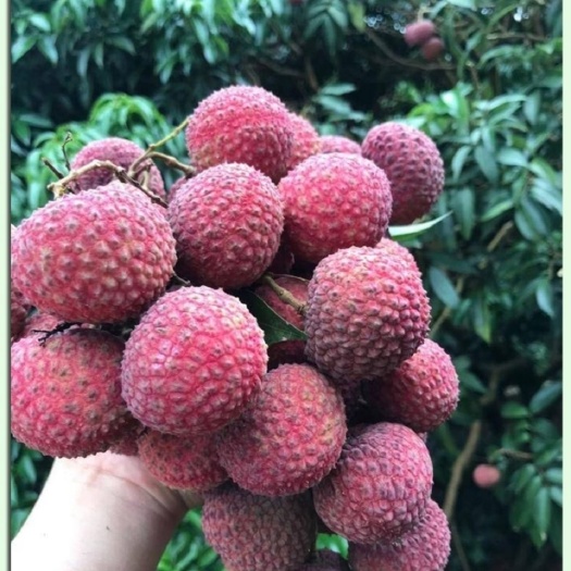 博白县鸡嘴荔枝 广西鸡嘴荔批量供应