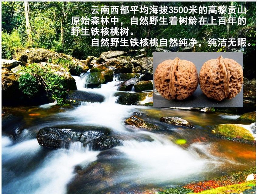 100ml云南野生铁核桃油一级食用油源厂货批发加工招各地经销