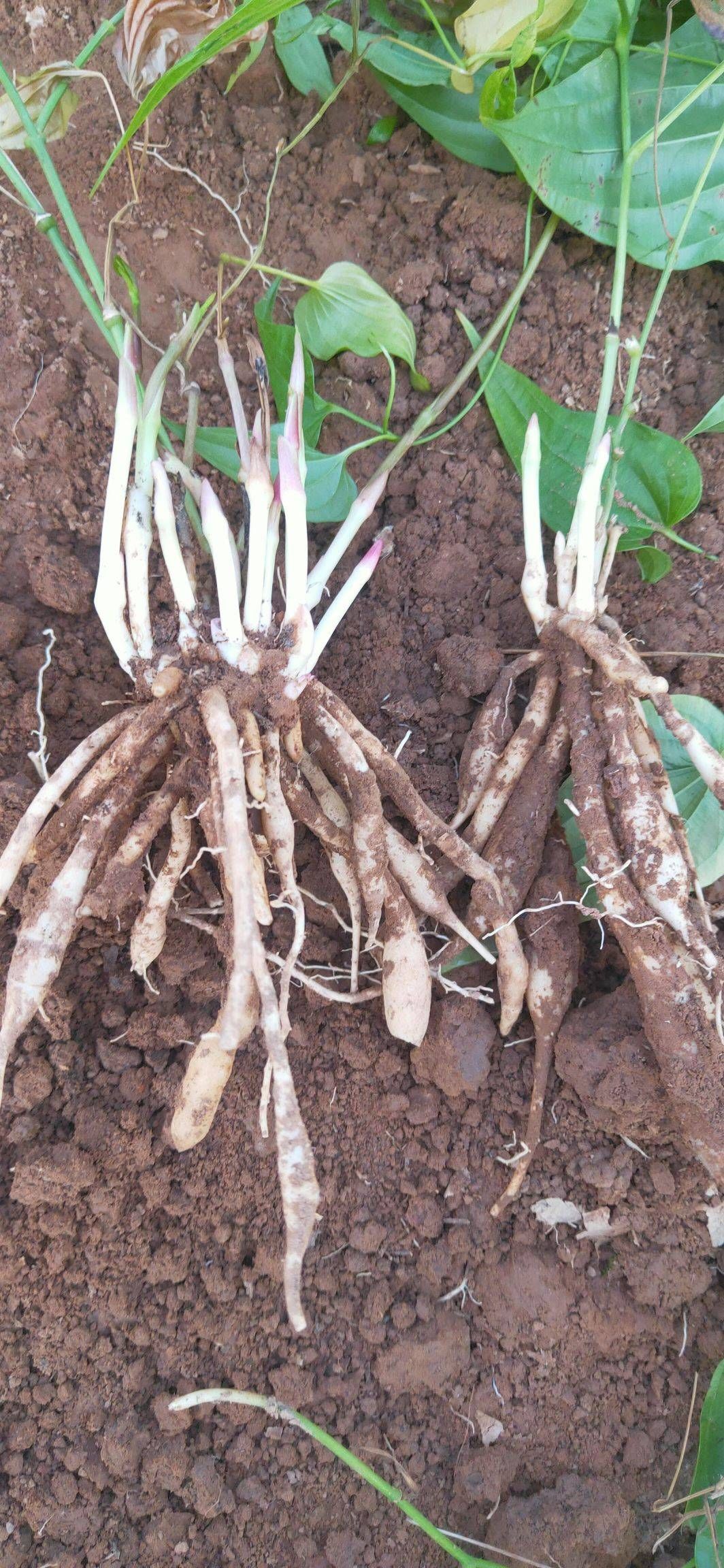 云南对叶大百部苗