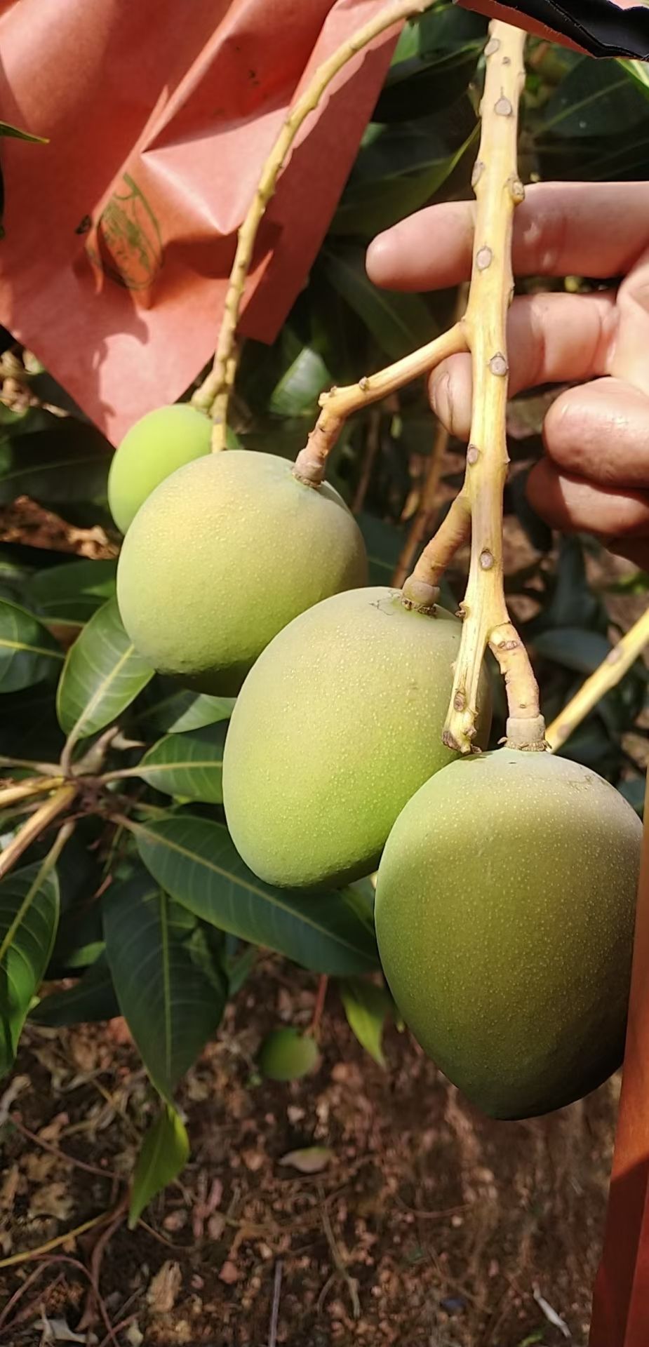 广西百色革命老区自家种植的（台农、金煌、桂七、小澳）香芒！