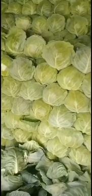 中甘系列，颜色，百万亩直供