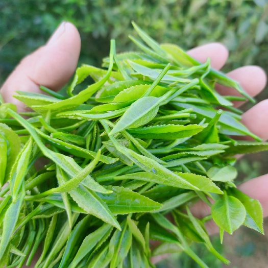 杭州群体种龙井茶  ，自产自销，钱塘龙井，产地杭州富阳区，