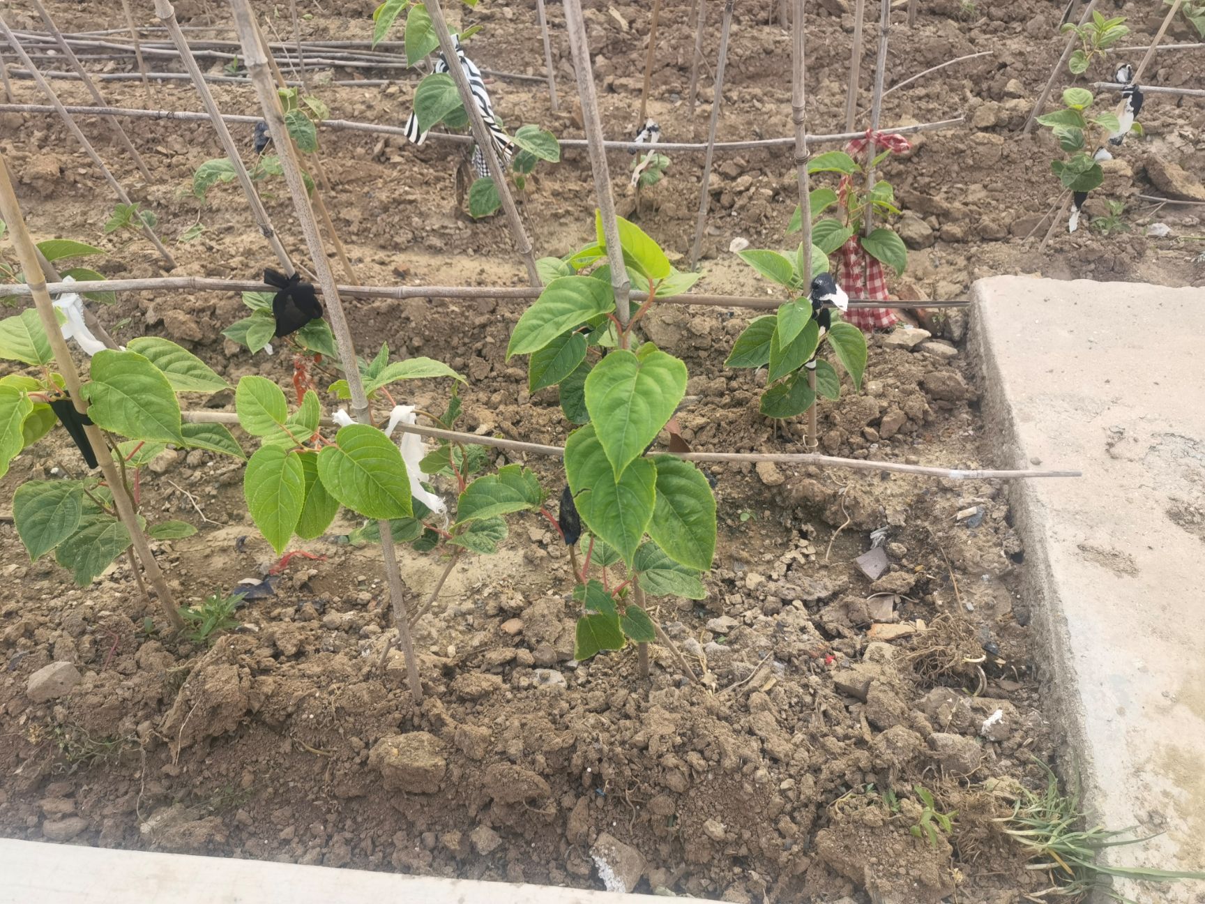 丹东软枣猕猴桃苗 龙城二号软枣猕猴桃