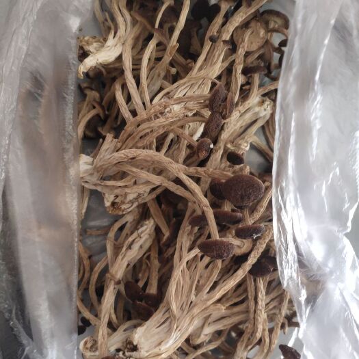 浠水县广昌5号茶树菇  茶树菇